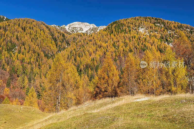 Jof di miiezegnot与Sella Somdogna的观点，秋天落叶松，朱利安阿尔卑斯山，意大利，欧洲